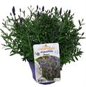 Afbeelding van Ej Lavendel P19 Angustifolia purple